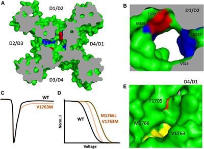 Fenestropathy of Voltage-Gated Sodium Channels